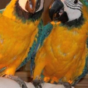 Meet your Posher, Derek